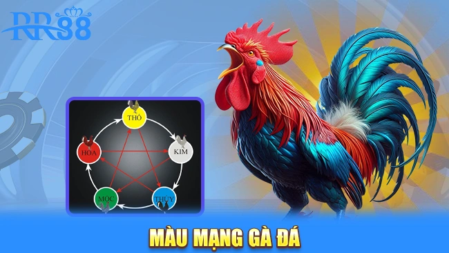 Màu mạng gà đá